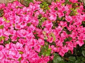 石岩杜鵑 石岩杜鵑