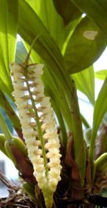 雲南石仙桃 雲南石仙桃