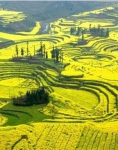 雲南羅平 雲南羅平