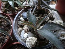 寬葉落地生根 寬葉落地生根