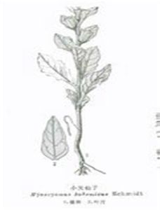 小天仙子 小天仙子