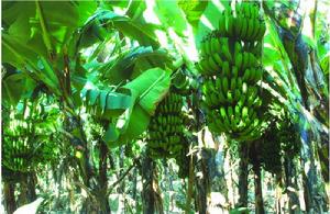磨東自然村香蕉種植