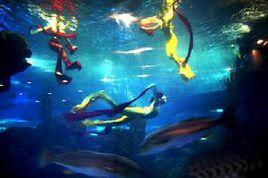 無氧潛水 無氧潛水