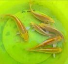 黃金錦鯉 黃金錦鯉