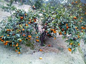 （圖）慈利柑橘