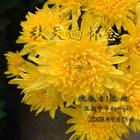 《秋天的懷念》