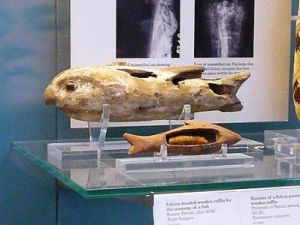 雙頭筆石 雙頭筆石