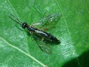 膜翅目莖蜂科 膜翅目莖蜂科