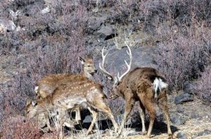 天山野生動物園