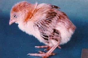 禽沙門氏菌病 禽沙門氏菌病