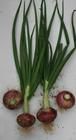 廣州紅皮洋蔥 廣州紅皮洋蔥
