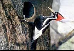 象牙喙啄木鳥