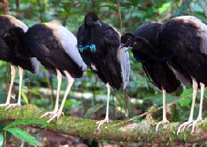 喇叭聲鶴科（喇叭鳥科）Psophiidae 僅1屬3種。分布於南美洲熱帶地區。中型鳥類，體型似鶴而嘴似雞，體羽多為黑色而具閃光。主要以果實和堅果為食。鳴聲響亮而似喇叭，故名。喜群居，奔跑迅速。