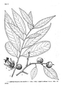 紅柿（原變型）