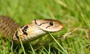 漁異色蛇 漁異色蛇