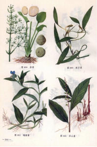 無葉蓮科 無葉蓮科