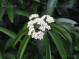 長葉貴州石楠 長葉貴州石楠