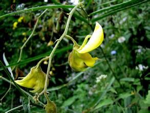 四棱豬屎豆 四棱豬屎豆