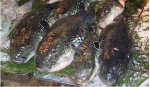 巴西河豚屬 巴西河豚屬