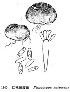 紅根須腹菌 紅根須腹菌