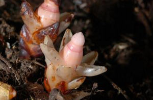 大花草科 大花草科