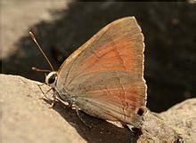 紅燕灰蝶
