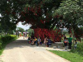 蓮花水鄉 蓮花水鄉