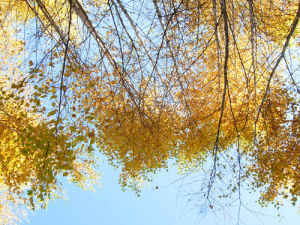 西疆飛蓬 西疆飛蓬