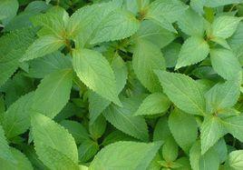 連州溪黃草 連州溪黃草