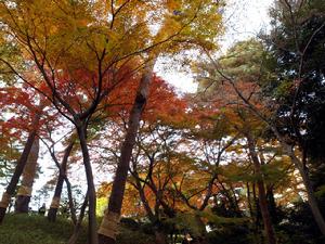 殿谷戶庭園——紅葉