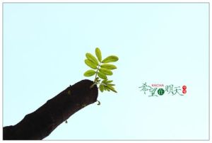 希望在明天[酒天弱水小說]