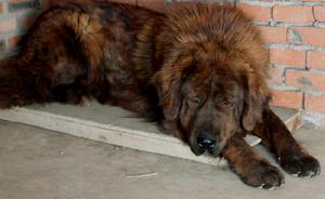 虎斑藏獒母獒-蘭州紅