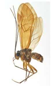 短翅毛沼齧 短翅毛沼齧