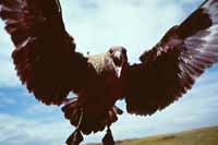 壽命最長的鳥類