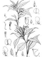 毛鳳仙花 毛鳳仙花