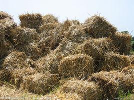 草垛[李尚朝詩歌]