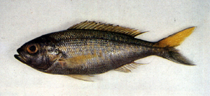 （圖）日本紫魚