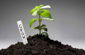 有機土壤 有機土壤