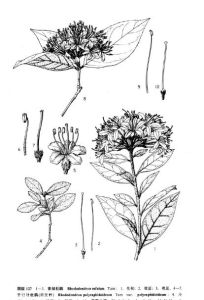 千針葉杜鵑(原變種) 千針葉杜鵑(原變種)