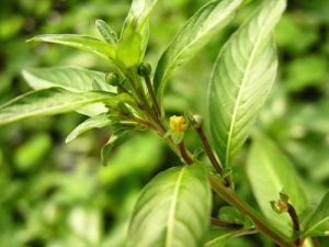 長葉多穗蓼(變種) 長葉多穗蓼(變種)