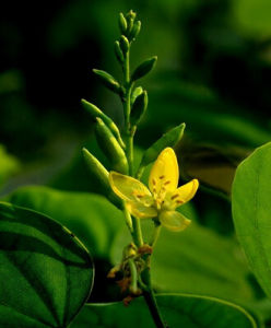 白枝羊蹄甲 白枝羊蹄甲
