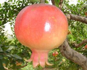 突尼西亞軟籽石榴 突尼西亞軟籽石榴