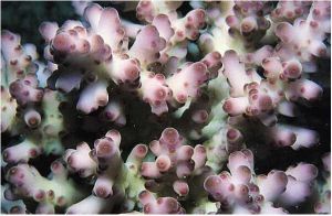 六射珊瑚目 六射珊瑚目