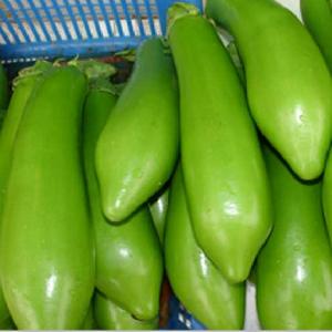 啟東青皮長茄 啟東青皮長茄