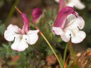 紫色萬葉馬先蒿 紫色萬葉馬先蒿