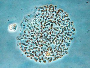 高氏隱球藻 高氏隱球藻