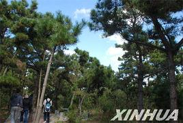 黑松林景區 黑松林景區