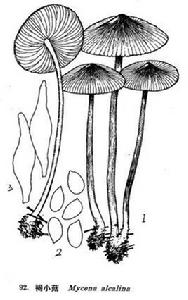 褐小菇 褐小菇