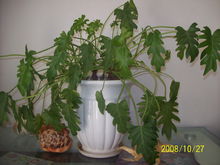 室內觀葉植物