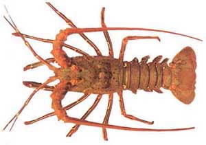 脊龍蝦